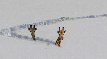 http___www.looptheloop.de_webarbeit_wordpress_wp-content_uploads_2012_02_winter-chaos-giraffe-wi.jp