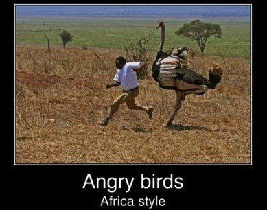 http___randomosityblog.com_wp-content_uploads_2012_01_angry-birds-africa.jpg