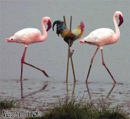 http___data.lustich.de_bilder_l_27122-flamingo-imitator.jpg