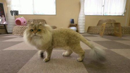 Katzenbordell.jpg