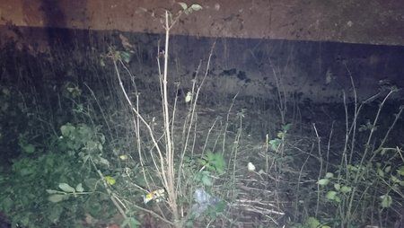 DSC_0019.jpg
