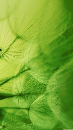 GreenFlower.jpg