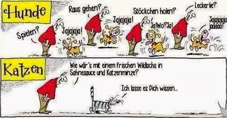 Hunde versus Katzen.JPG