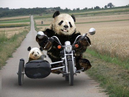 http___www.tierbildergalerie.com_data_media_29_witzig_panda.jpg