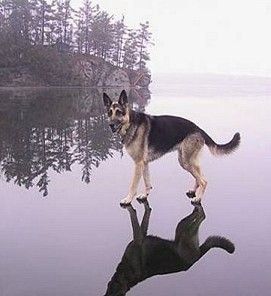 http___www.pr8voll.de_hundebild-witz08-09hund-geht-uebers-wasser.jpg