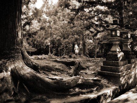 foggy_park_black_and_white-1600x1200.jpg