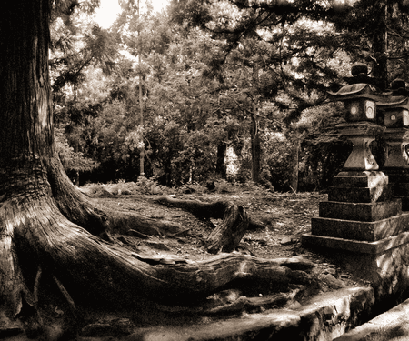 foggy_park_black_and_white-960x800.png