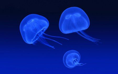 tmp_jellyfish-wallpaper@wallpaperpassion-1577540479.jpg