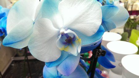 IMAG0025.jpg