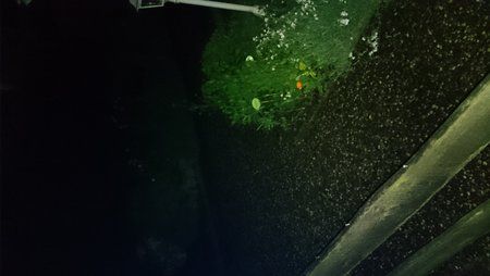 DSC_1447.JPG