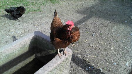 2011-04-02_15-48-16_981.jpg
