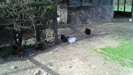 2011-04-02_15-48-24_781.jpg