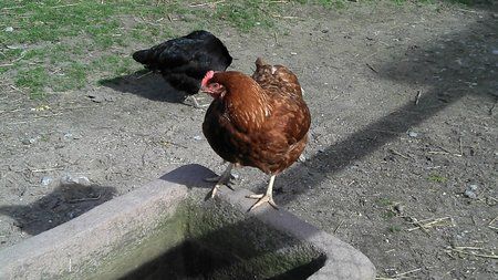 2011-04-02_15-49-03_710.jpg