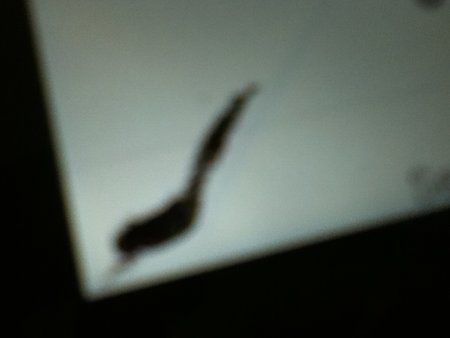 Foto 1.JPG