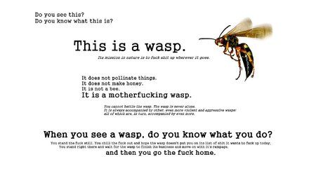 funny wasp white wall.jpg