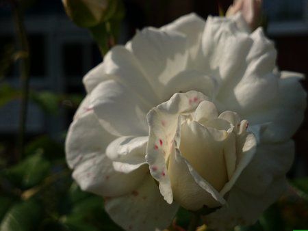 DSC_0109.jpg