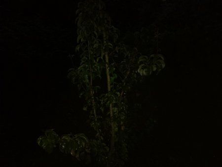 Z1c-ISO100.jpg