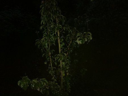 z1c-ISO200.jpg