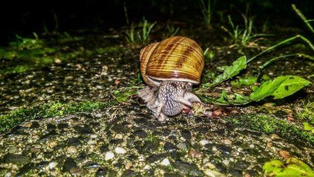 Schnecke.jpg