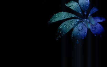 hd_wallpaper_5512.jpg