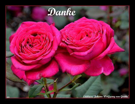 Danke.jpg
