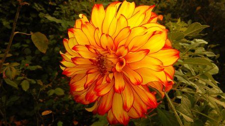 IMAG0343_1.jpg