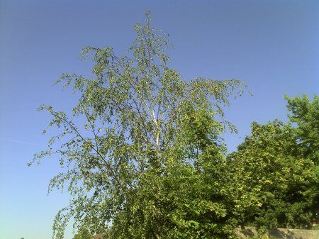IMG_20110501_165052.jpg