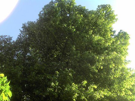IMG_20110501_180145.jpg