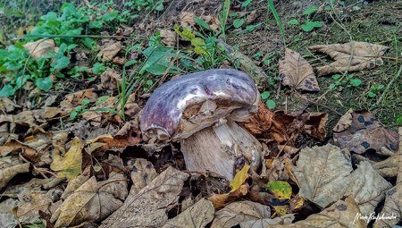 Oedingen_26.10.2014_10-48.jpg