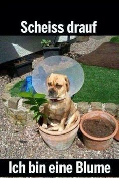hund.jpg