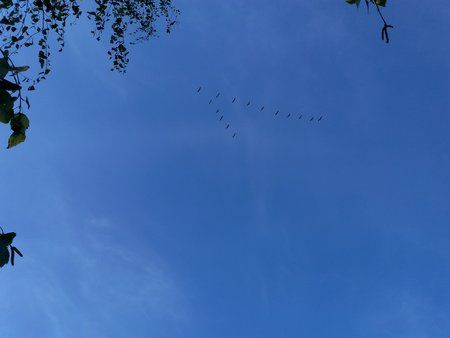 Vögel.jpg