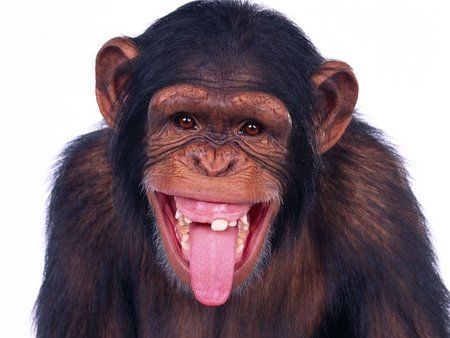 affe.jpg