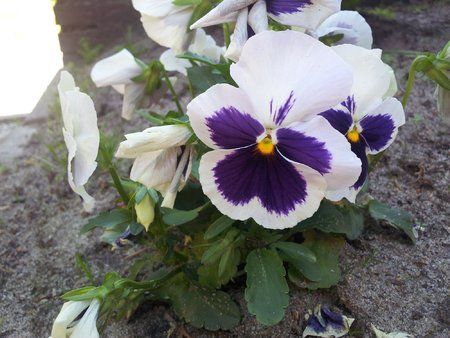 2011-06-04 12.10.37.jpg