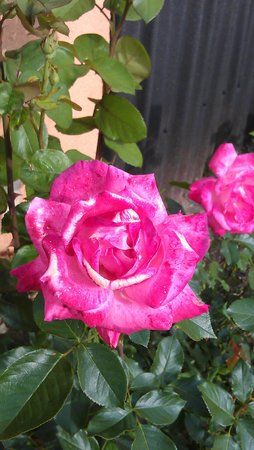 IMAG0005.jpg