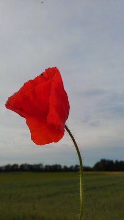 IMAG0012.jpg