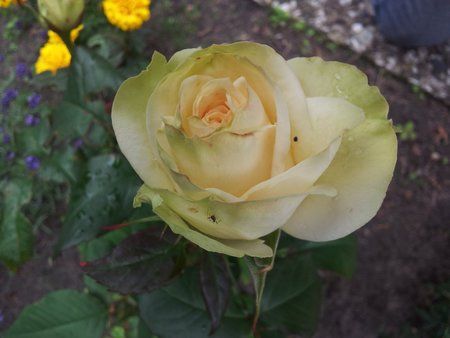 2011-06-17 14.56.26.jpg