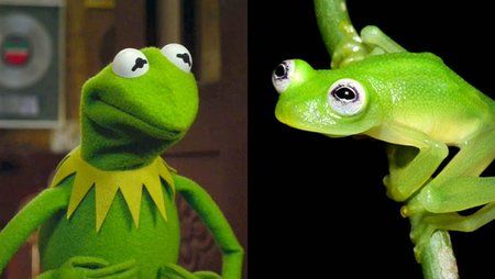 Real Kermit.jpg