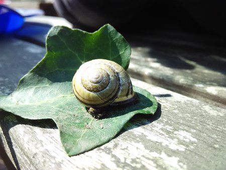 Schnecke 2015-04-05 13.53.45.jpg