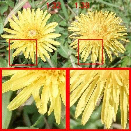 dandelion_klein.jpg