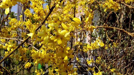 Blüten2.jpg