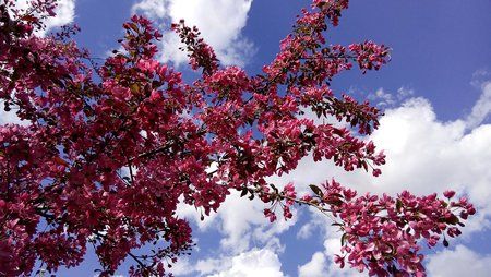 Blüten3.jpg