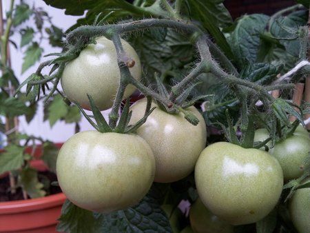 2011-06-25 17.49.31.jpg