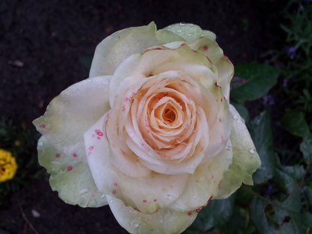 2011-06-22 19.18.51.jpg