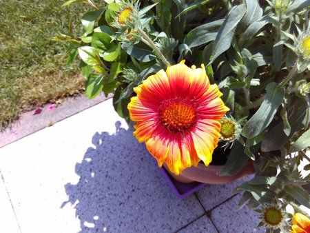 IMG_20150612_141726.jpg