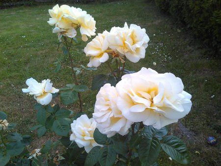 PHOTO_20150612_170459.jpg PHOTO_20150612_170459.jpg