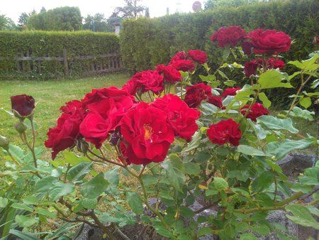 PHOTO_20150612_170526.jpg PHOTO_20150612_170526.jpg