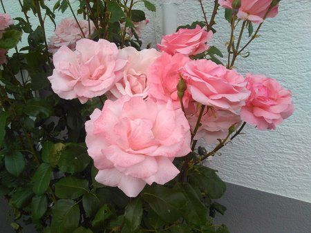 PHOTO_20150612_170858.jpg PHOTO_20150612_170858.jpg