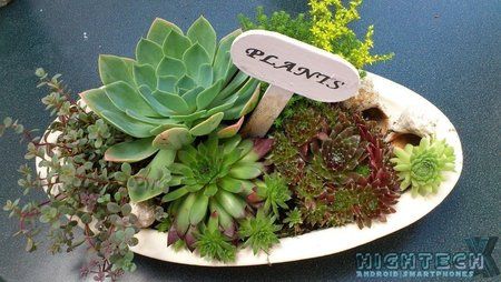 Plants.jpg