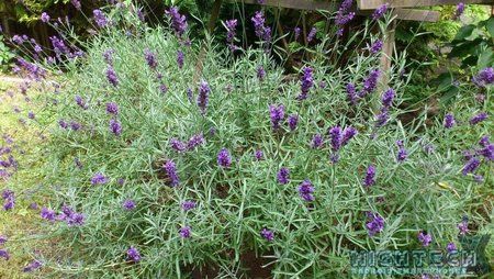 Lavendel.jpg