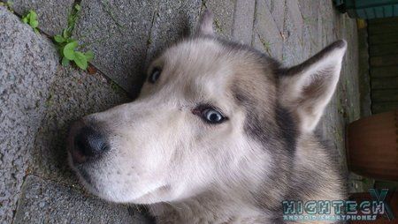 Husky.jpg